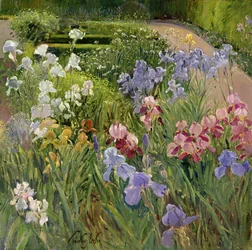 Iris à Bedfield